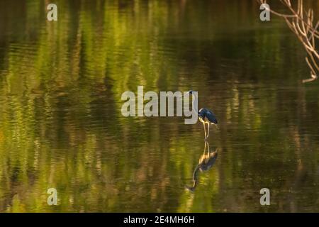 A Tricolored Heron (Egretta tricolor) wading through reflections of greenery in Florida, USA. Stock Photo