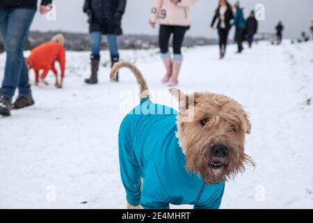 People walking their dogs during a snowfall in Surrey. Stock Photo