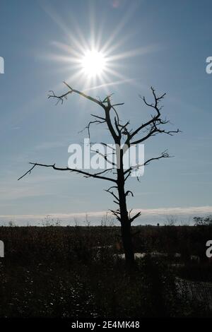 Silhoutte of a dead tree in swamp under bright shining sun Stock Photo