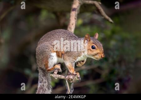 Grey squirrel, close up, eating nuts perched on a branch in Scotland in autumn Stock Photo