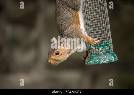 Grey squirrel, close up, perched on a bird feeder eating nuts in Scotland in autumn Stock Photo