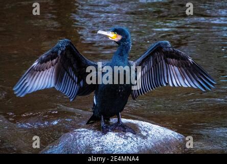 Cormorant (Phalacrocorax carbo) perched on a stone in the River Almond drying it wings, Almondell Country Park, West Lothian. Stock Photo