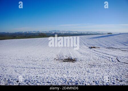 Straight tracks on a snowy field near Hume village in Berwickshire, Scottish Borders, UK, with the Cheviot hills in the distance. Stock Photo