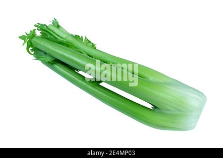 Bunch of celery sticks isolated on the white background. Celery branch bunch isolated on white. Fresh vegetable of celery sticks isolated Stock Photo