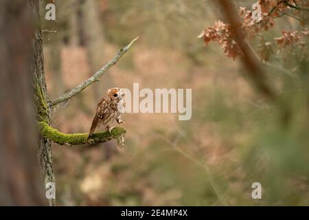 Tawny owl walking on the mossy tree branch. Autumn theme. Stock Photo