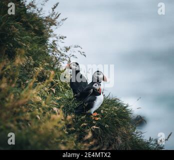 Atlantic Puffin or Common Puffin, Fratercula arctica, on Mykines, Faroe Islands Stock Photo