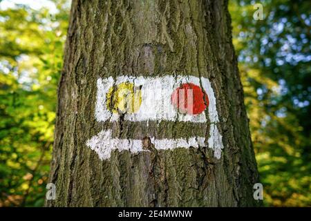 a tree trunk labeled with signposts and symbols Stock Photo