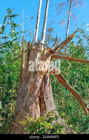 A broken tree trunk which has broken apart Stock Photo