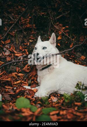 A vertical shot of a white swiss shepherd dog biting a stick while lying on dried leaves Stock Photo