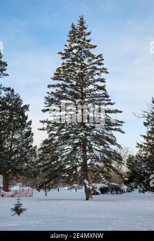 A blue Colorado Spruce, Piceu pungens glauca, covered in snow on a sunny winter day Stock Photo