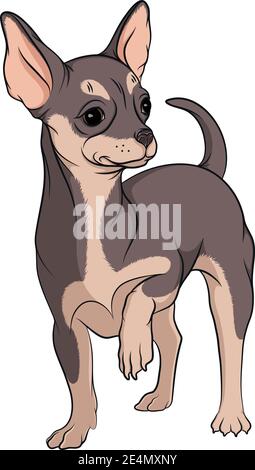 Vector illustration of colored chihuahua on a white background. Stock Vector