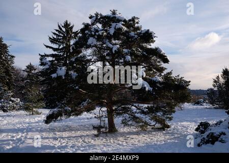 A Pyramidal Scots Pine, pinus sylvestris Fastigiata, covered with snow on a sunny winter day Stock Photo