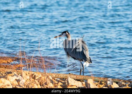 A large and elegant Great Blue Heron walking near a pipe coming out of the water on a rocky lake shore with the wind blowing its feathers.