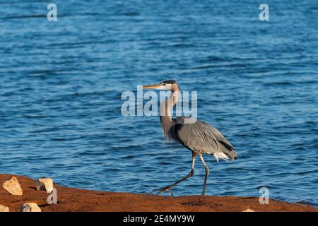 A Great Blue Heron walking in the brown dirt on the shore of a lake with the wind blowing its feathers. Stock Photo