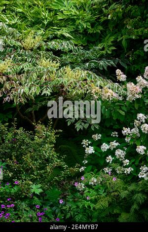 Aralia elata Silver Umbrella,Silver Umbrella Variegated Devil's Walking Stick,Chinese angelica tree,Japanese angelica tree,Korean angelica tree,leaves Stock Photo