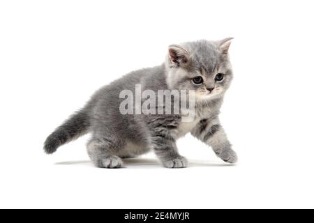 British shorthair cat on a white background Stock Photo