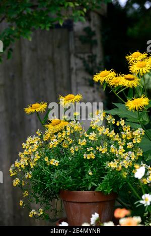 Inula magnifica Sonnenstrahl,nemesia,yellow flowers,flowering,annuals,perennials,mixed planting scheme,mixed combination,yellow flowers,RM Floral Stock Photo