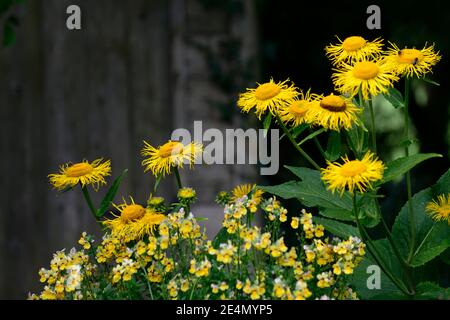 Inula magnifica Sonnenstrahl,nemesia,yellow flowers,flowering,annuals,perennials,mixed planting scheme,mixed combination,yellow flowers,RM Floral Stock Photo