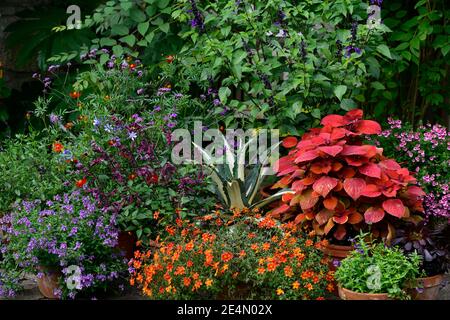 Coleus Campfire,Solenostemon scutellarioides Campfire,Agave americana Mediopicta aurea,salvia love and wishes,marigold,tagetes cinnabar,salvia amistad Stock Photo