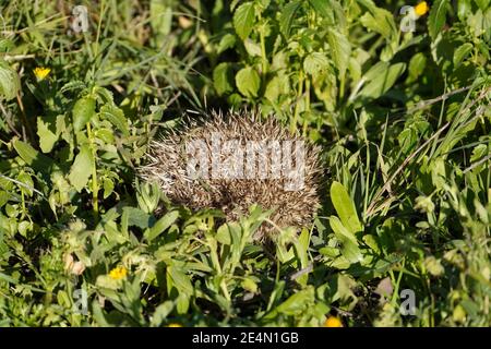 A young European hedgehog rolled in a ball. Spain. Stock Photo