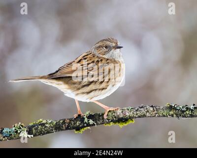 A dunnock in the snow in winter in mid Wales Stock Photo