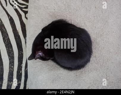 A black curled up cat sleeping on the soft bed Stock Photo