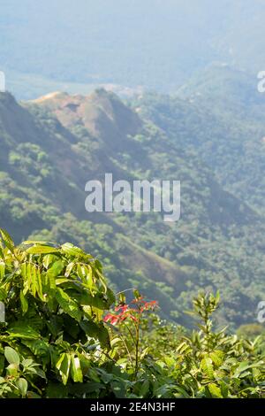 Beautiful Indian landscape of western ghats forest in Maharashtra. Used selective focus on foliage. Stock Photo