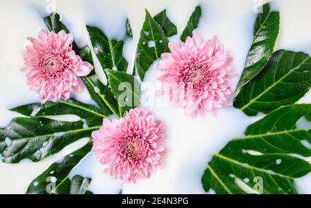 Three pink Chrysanthemum or mums flowers and green leaves floating in milk water bath. Organic skin care, relaxation, beauty spa and wellness treatmen Stock Photo