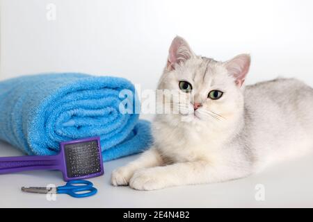 Cute kitten lie with roll of blue towel, on white background Stock Photo