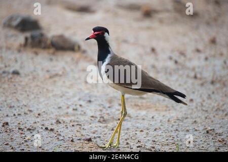 Red-wattled lapwing standing on an open land Stock Photo