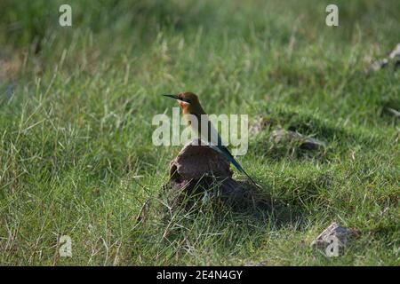 Blue-tailed bee-eater sitting on a rock in an open field Stock Photo