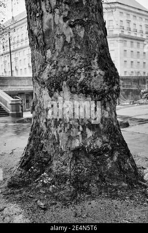 Black and white monochrome image of a tree trunk with patchy bark on grey wet day without leaves or branches Stock Photo