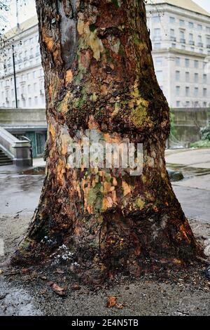 Tree trunk with coloured bark on grey wet day without leaves or branches Stock Photo