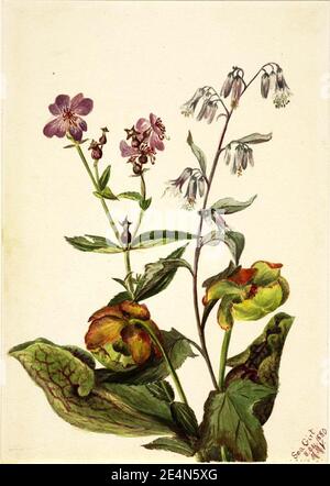 Mary Vaux Walcott - Meadow Beauty (Rhexia virginica), Rattlesnake Roat (Nabalus albus), Pitcherplant (Sarracenia purpurea) Stock Photo