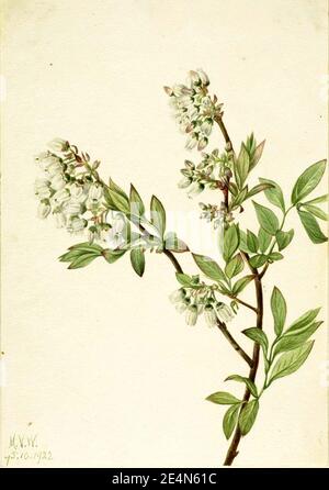 Mary Vaux Walcott - Highbush Blueberry (Vaccinium corymbosum) Stock Photo