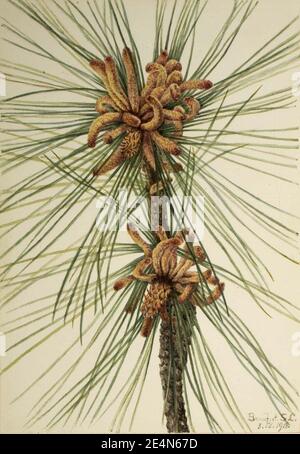 Mary Vaux Walcott - Loblolly Pine (Pinus taeda) Stock Photo