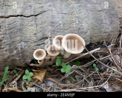Four light brawn color mushrooms on dead coconut trunk Stock Photo