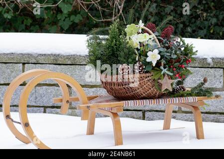 basket with helleborus niger, coniferous, gaultheria and skimmia  on the sledge in winter garden Stock Photo