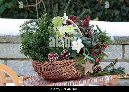 basket with helleborus niger, coniferous, gaultheria and skimmia  on the sledge in winter garden Stock Photo