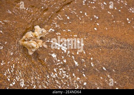 Parque Nacional Islas Galapagos, Ecuador, America Stock Photo