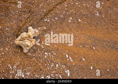 Parque Nacional Islas Galapagos, Ecuador, America Stock Photo