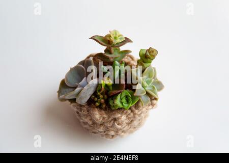 Rustic minimalist composition with small succulent plants in knitted basket isolated on white background Stock Photo
