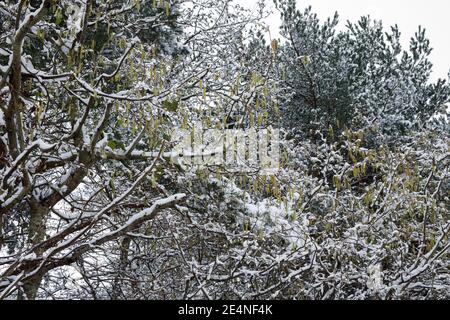 Male catkins on snow covered Corylus avellana. Catkins on Common Hazel. Stock Photo