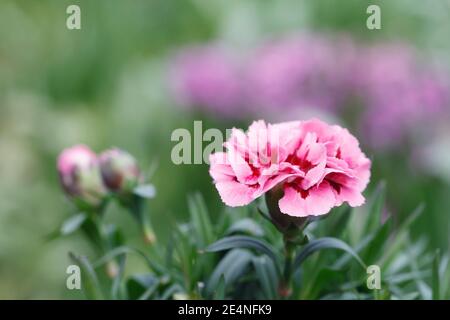 Dianthus flowers in Spring. Stock Photo