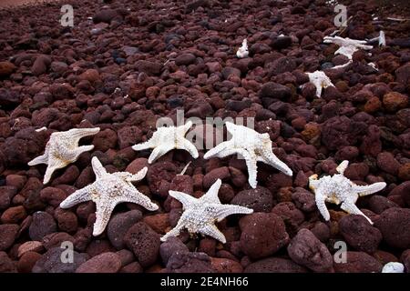 Estrellas de mar en la playa,Islas Galapagos, Ecuador Stock Photo