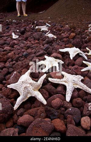 Estrellas de mar en la playa,Islas Galapagos, Ecuador Stock Photo