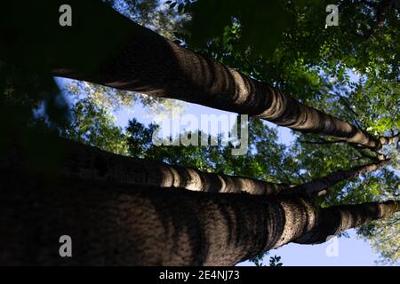 Manchurian hazelnut tree leaves. Tree trunk. Dense thickets Stock Photo