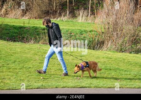 A man walks his dog in a park and wearing face mask during England’s third national lockdown in January 2021, London England United Kingdom UK Stock Photo