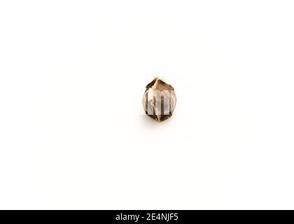 Single Moringa Moringa oleifera seed isolated on white background. Organic homegrown unpeeled drumstick or horseradish, ben oil, benzolive seed ready Stock Photo