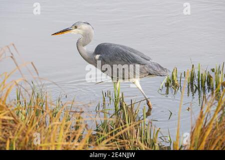 Grey Heron (Ardea cinerea) hunting in a river Lea, UK Stock Photo